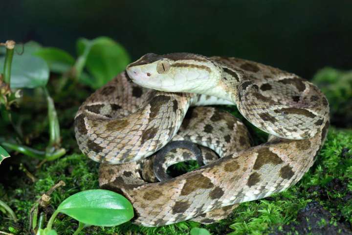 Fer-de-lance in het gebied Aventura Ecológica