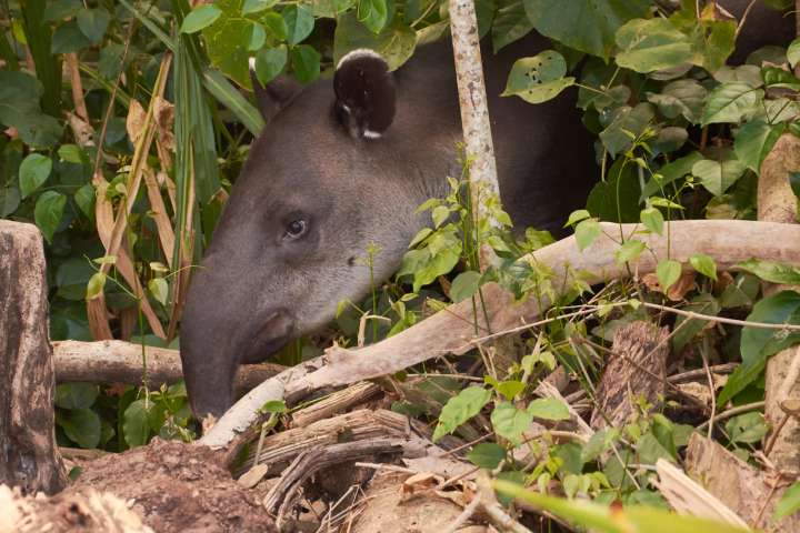 Tapir in het gebied Caño Cureñita