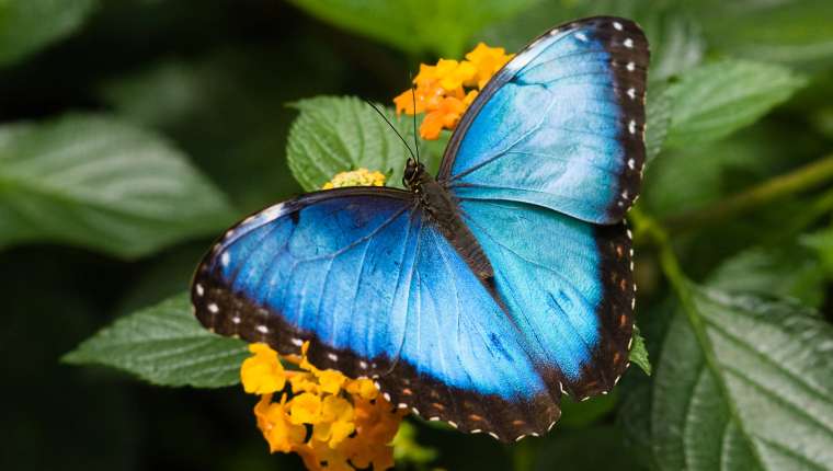Blauwe morpho-vlinder op een bloem in Costa Rica
