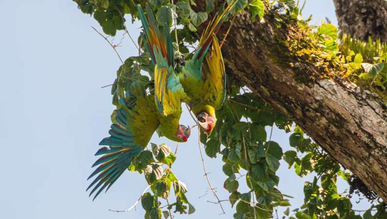 Grote groene ara tussen bladeren