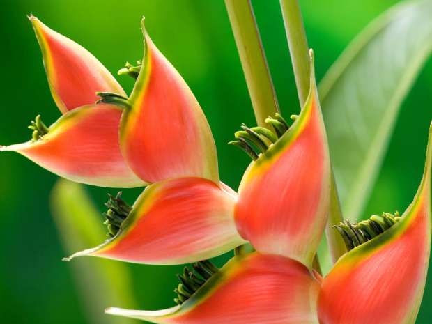 Heliconia met rode tropische schutbladeren