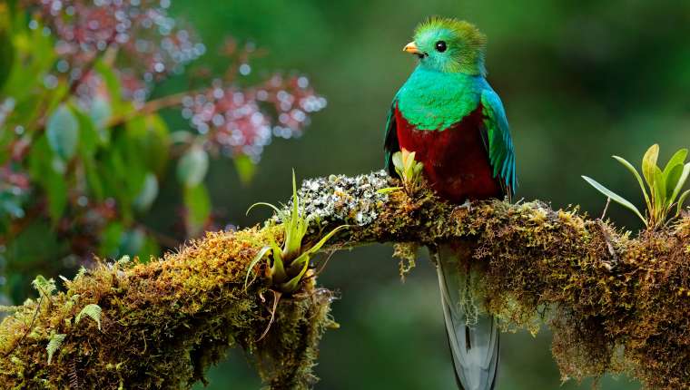 Quetzal op een bemoste tak in het nevelwoud