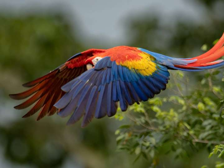 Rode ara in vlucht tussen bomen in Costa Rica